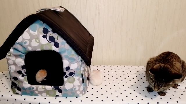 ЗАХВАТ ДОМИКА КОШКИ (ЧАСТЬ 2)..................))))))))))))))))))))))))))(99)()))00))) смотреть онлайн