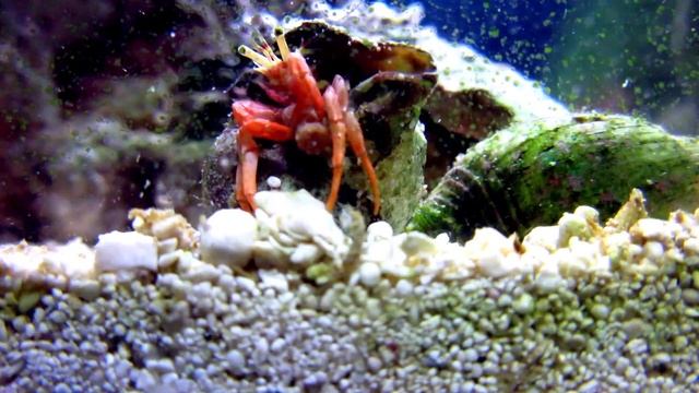 My pico reef 10/Sep/2016 смотреть онлайн