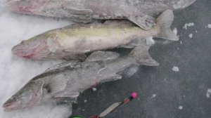 Судачья блесна. Как играет уловиста модель  под водой под видео. Юрий Философ.