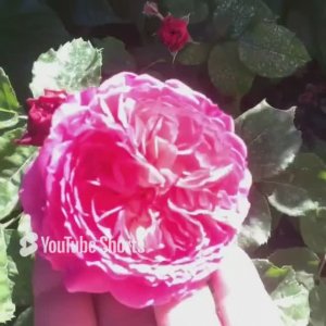 Роза  Katarina Frayl. Первогодка. Сезон 2023г