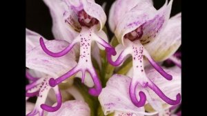 Экзотические растения ( орхидея )