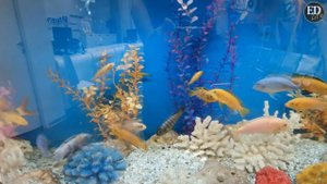 Аквариумные рыбки