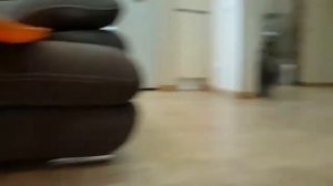 Кот зовет шпица играть