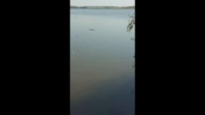 Рыбалка на карася или трудовые будни ондатры