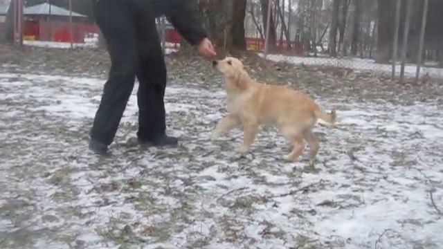 Moema Krokus VLANTI DELIMAR смотреть онлайн