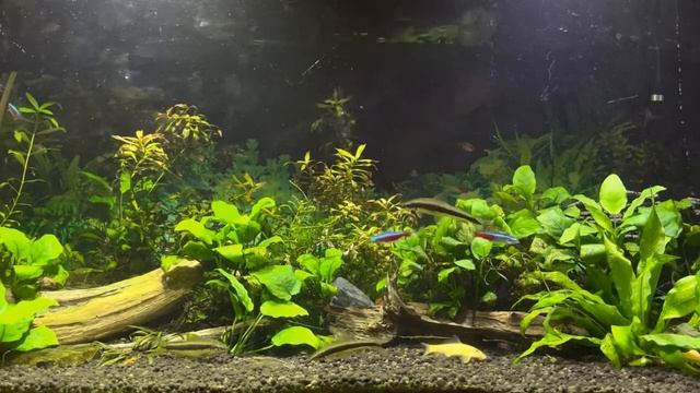 Живой аквариум #58 - Заставка для ТВ смотреть онлайн