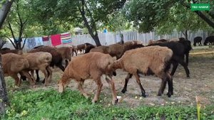 Таза ГИСАР КОЗУ КОЧКОРЛОР сатылат  |  70 баш бар  |  Тажикстанский, Мачинские ГИСАРЫ