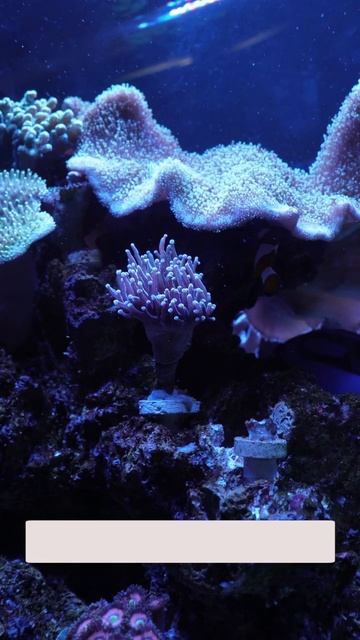 Tortuga-Chanal морской аквариум смотреть онлайн