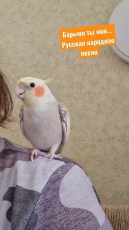 Шуман поет Барыню  #parrots #кореллашуман #русскаянароднаяпесня #попугайпоет