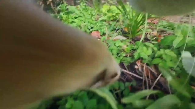 Slow Cat TV - Cat with Camera смотреть онлайн