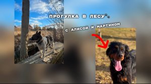 Влог из леса|| Наконец встретились с Алисой и Мартином|| Dog Vlog