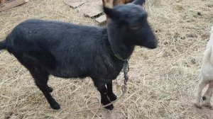 Коза чешка, 1 год, только покрыли