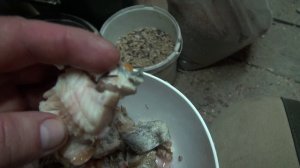 Эксперимент с волнистыми попугаями продолжается.