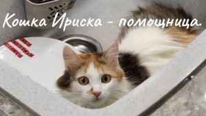 Кошка Ириска - помощница.