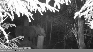 Лоси попались на фотоловушку