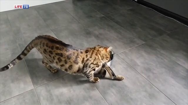 #мимиlife78 - забавные фото и видео из Instagram #6 смотреть онлайн