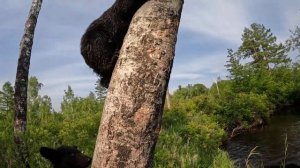 Медведица воспитывает медвежат.