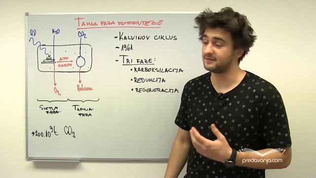 Tamna faza fotosinteze - Biologija III смотреть онлайн