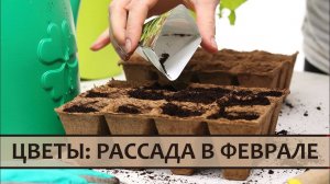 8 Цветов, которые сажают на рассаду в феврале