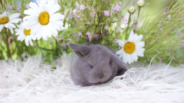 Фантик, карликовый вислоухий кролик, окрас лиловый, мальчик