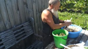 Самый простой способ засолки грибов. Этим способом солю грузди,беляки,рыжики более 15-ти лет.