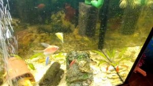 аквариум 70 литров