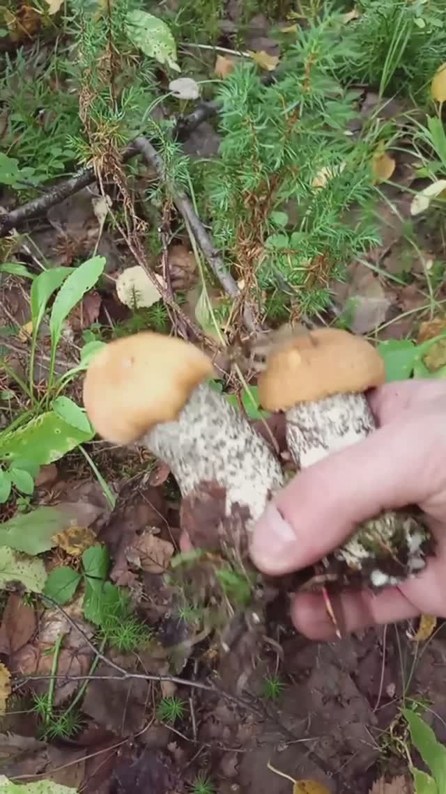 Как собирать КАЙФОВЫЕ грибы How to pick NICE mushrooms