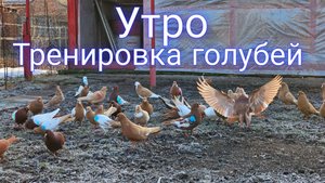 Обещанная тренировка голубей
