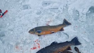 Небольшой видеообзор на редкие виды рыб в новом форелево-осетровом VIP - пруду.