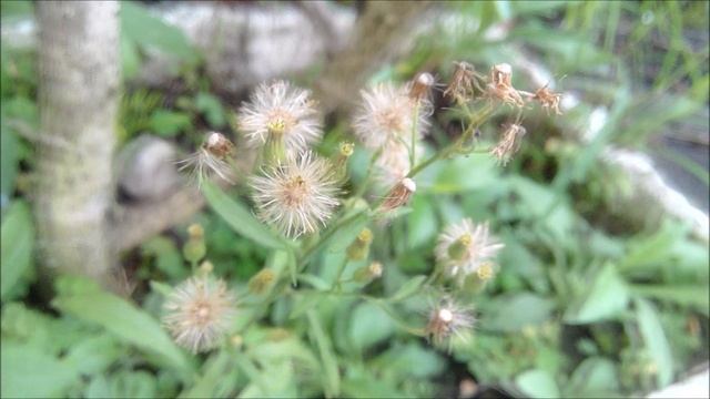 Pink Flamenco - Doug Maxwell смотреть онлайн