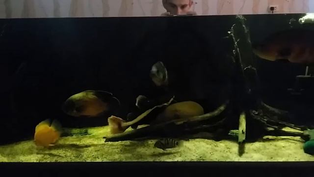 аквариум 370 л смотреть онлайн