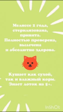 💗 Ласковая, очень нежная и общительная кошечка Мелисса ищет дом. 🏡 🐈