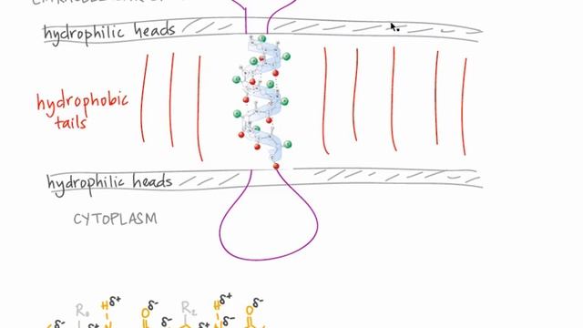 Transmembrane Proteins смотреть онлайн