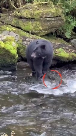 Bear Snags a Quick Fish #shortsvideo