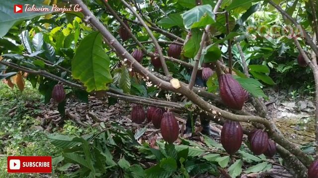 Pemangkasan Bentuk Kakao Umur 3 Tahun//Cepat Berbunga Kembali//Kakao MCC02
