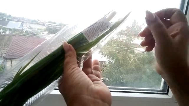 Стоимость лука в магните!