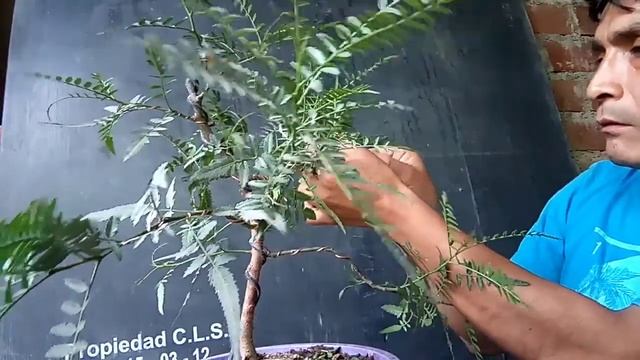 SCHINUS MOLLE(FALSO PIMENTERO) SAIKEI PERU смотреть онлайн