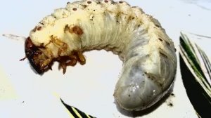 Личинка майского жука