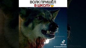 бирах 🐺