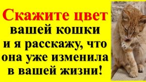 Скажите цвет вашей кошки, и я расскажу, что она уже изменила в вашей жизни!