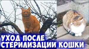 Уход за кошкой после стерилизации