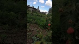 Обзор ремонтантной малины раннего срока созревания "Поклон Казакову" на сегодня, 06.08.2024г.