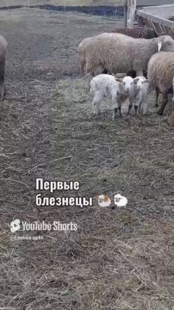 Ещё прибавление 🐏🐑