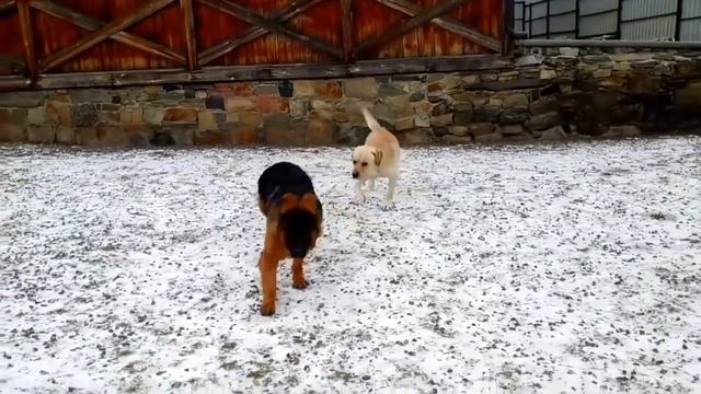 ALBO TERRA VIBRISSA в гостях - 1 смотреть онлайн