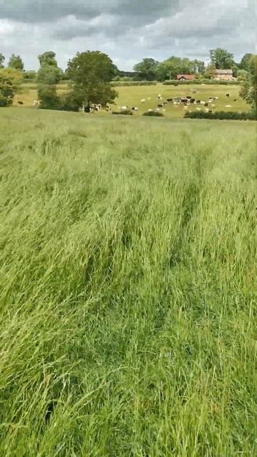 The English countryside meditation! Feel the breeze on your face and breathe!