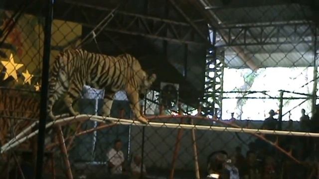 Sriracha Tiger Zoo, Pattaya смотреть онлайн