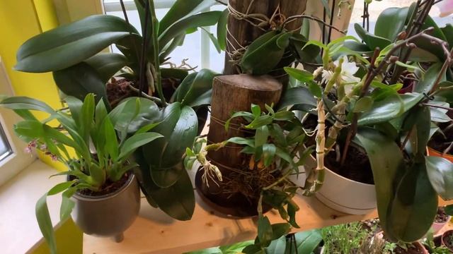 Nanay Marias Parody Orchids Song