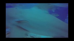 Bull shark Dive Clip 1