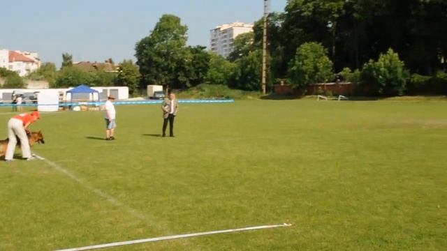 ERAGON z Azovskogo Berega (Roy Terrae Lupiae x Zolotaya Ribka z Azovskogo Berega) смотреть онлайн