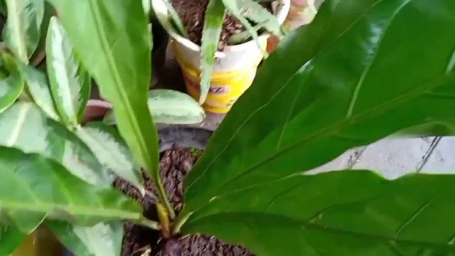 KOLEKSI TANAMAN HIAS YANG ADA DIRUMAH